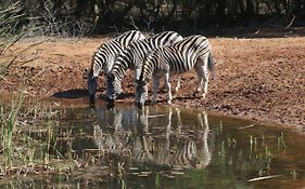 Bushbaby Lodge Hluhluwe